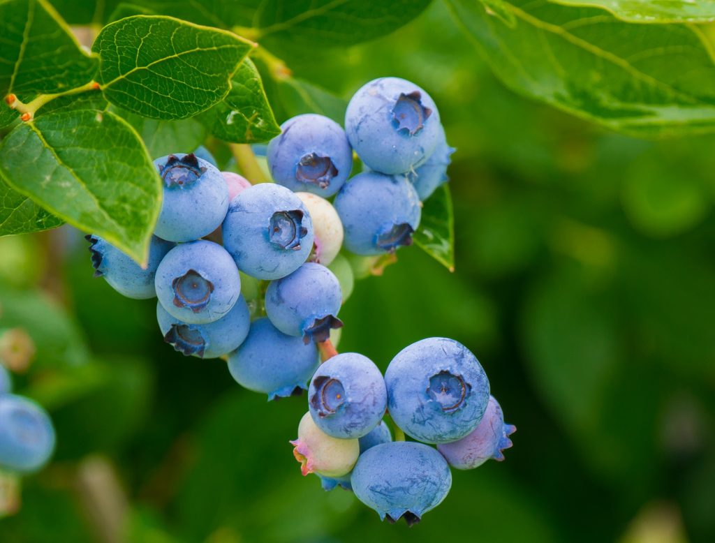 benefits of blueberries