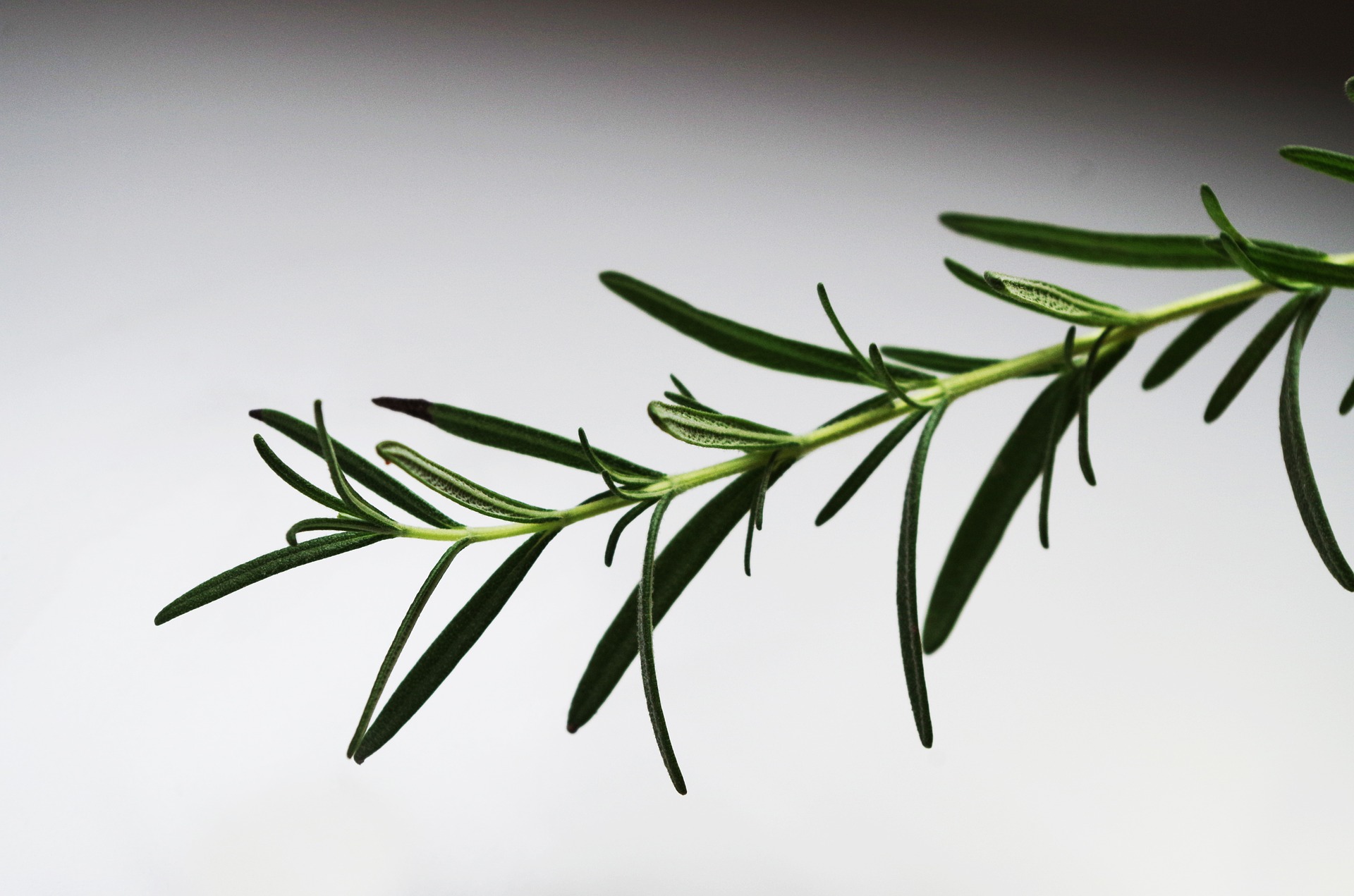 And Leaf Rosemary Effects Side Benefits