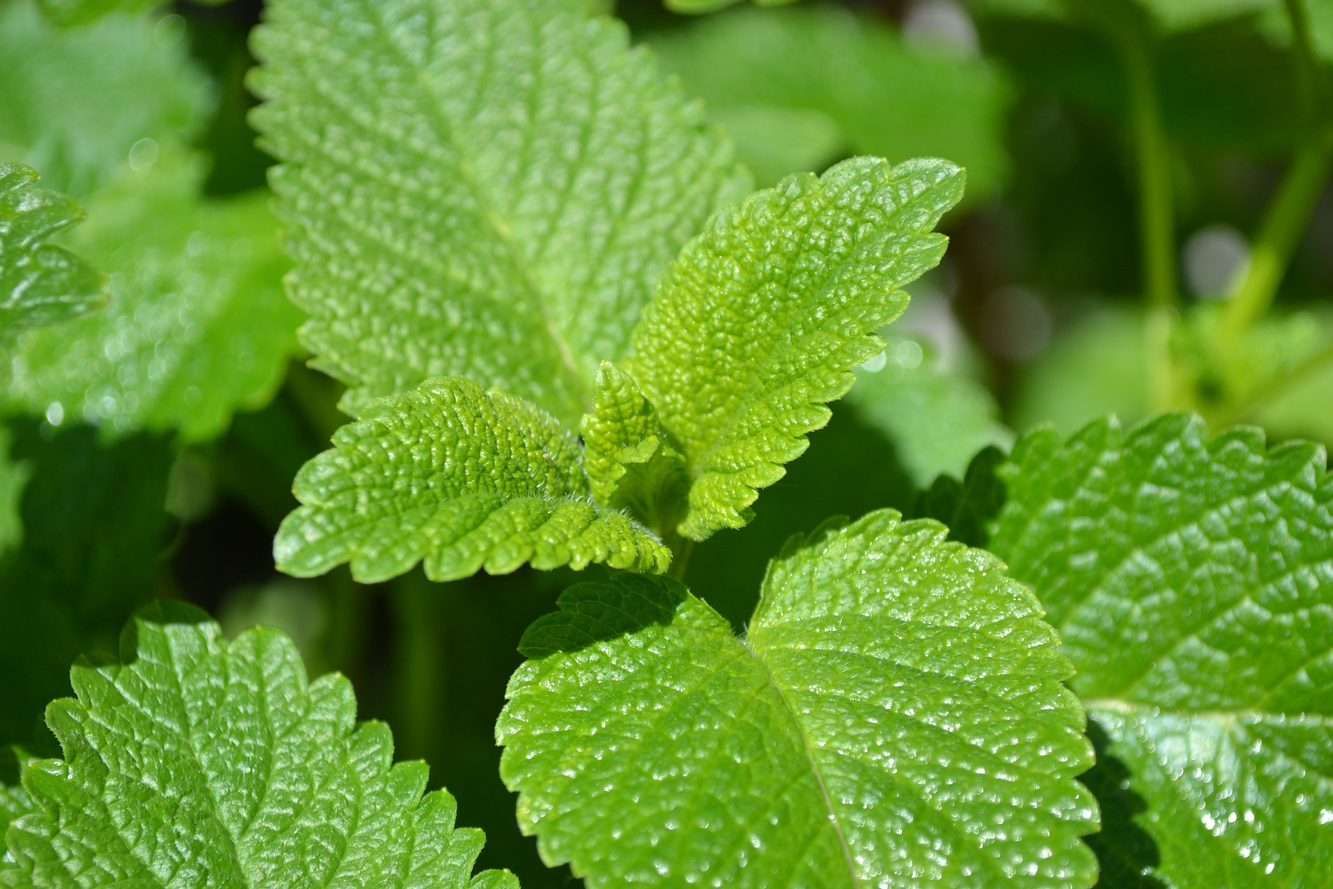 benefit of lemon balm