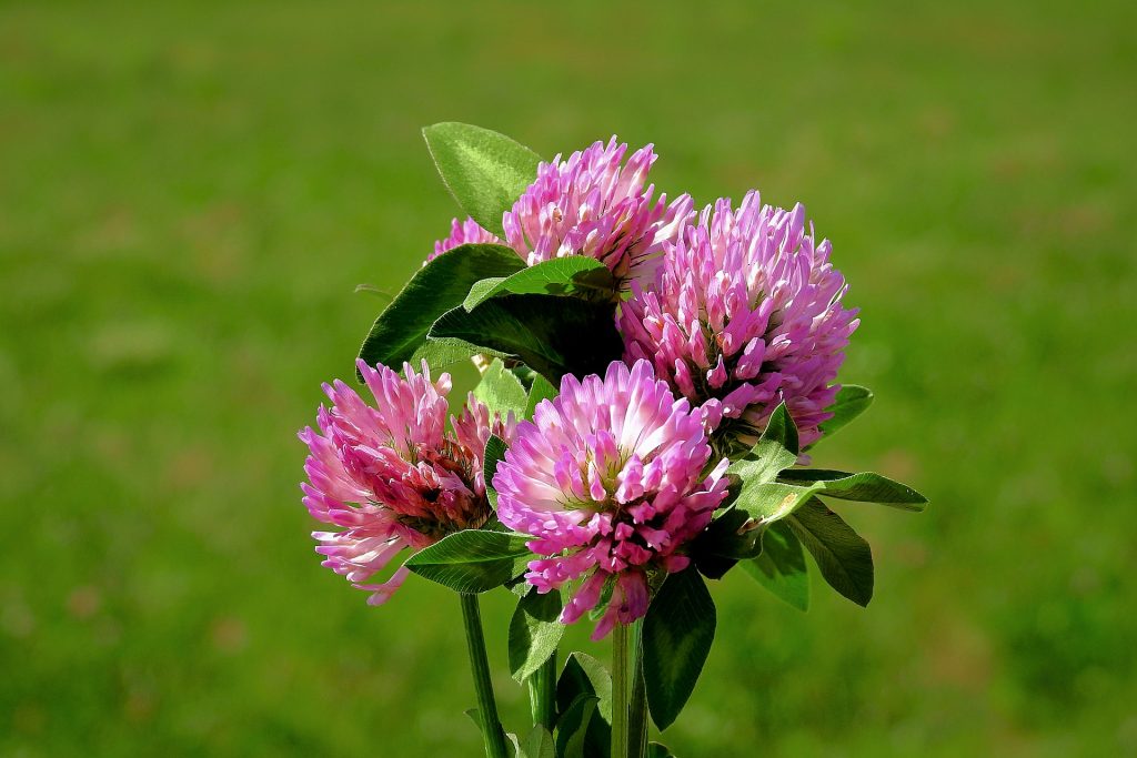 benefits of red clover